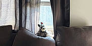 Rocket San Miguel is registered to the contest to win money with this photo: dog, couch, curtains, window, blanket, pet_gate, indoor, sunlight, furniture, home, cozy, grey_couch, patterned_curtains, black_curtains, small_dog, fluffy_dog, resting_pet, living_room, daylight, house