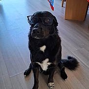 Denver participe au concours pour gagner de l'argent avec cette photo : animal, black_dog, cozy, curious, cute, dog, door, floor, furniture, glasses, home, indoor, natural_light, pet, red, sitting, table, tablecloth, white_patches, wooden_floor