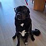 animal, black_dog, cozy, curious, cute, dog, door, floor, furniture, glasses, home, indoor, natural_light, pet, red, sitting, table, tablecloth, white_patches, wooden_floor