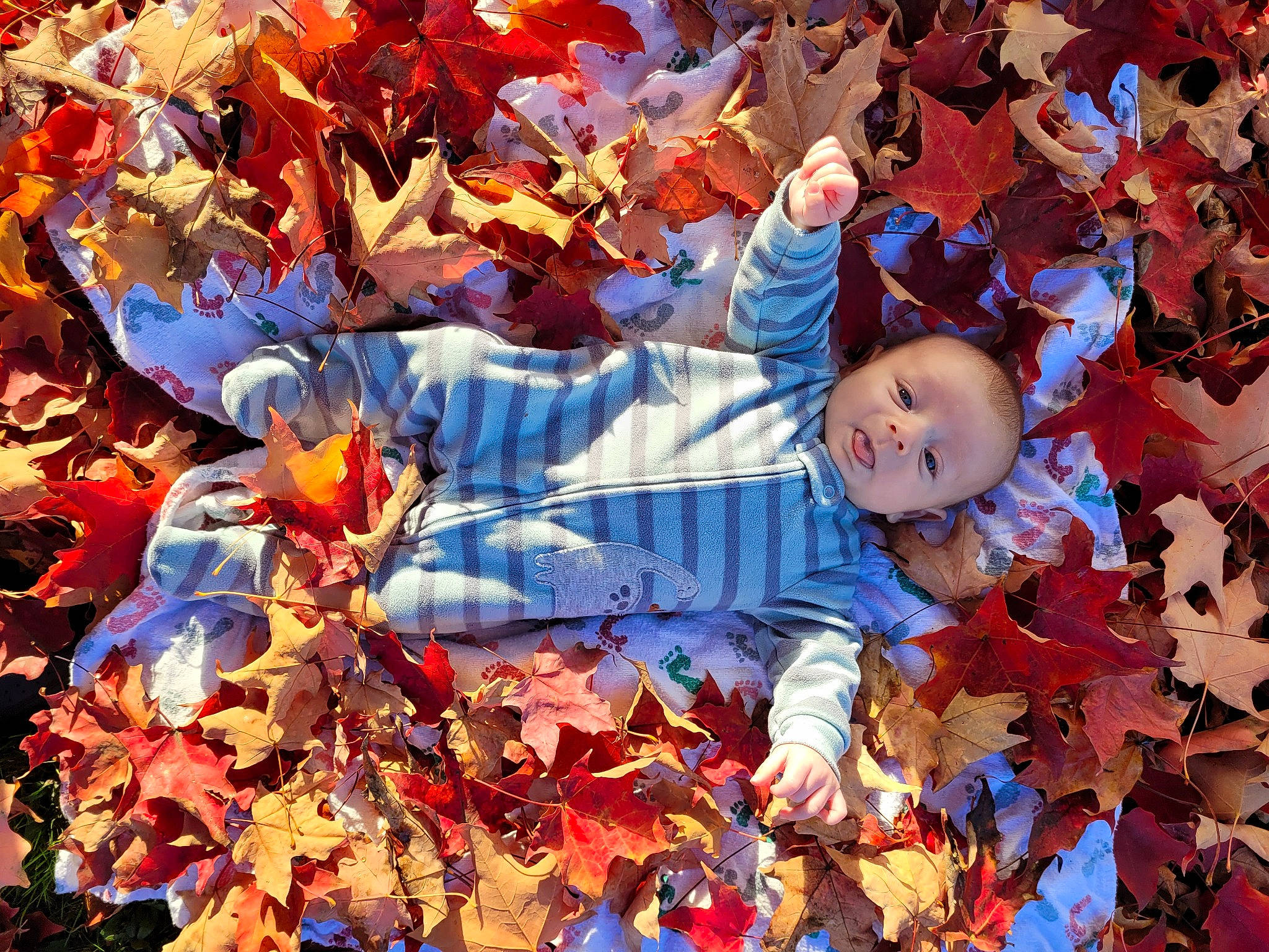 Brystol joined the competition — help win amazing prizes! art, baby, botany, branch, deciduous, flowering_plant, grass, happy, leaf, nature, orange, organism, people_in_nature, person, plant, red, tints_and_shades, toddler, tree, twig