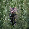 animal, bushes, cat, closeup, curious, feline, flora, garden, grass, greenery, intense_eyes, mammal, nature, outdoor, plants, portrait, stealth, tabby, whiskers, wildlife