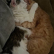 Abel is registered to the contest to win money with this photo: cat, cats, snuggling, cuddling, fur, white_cat, orange_cat, tabby, sleeping, cozy, blanket, couch, pets, animal, feline, resting, cute, companion, indoor, soft