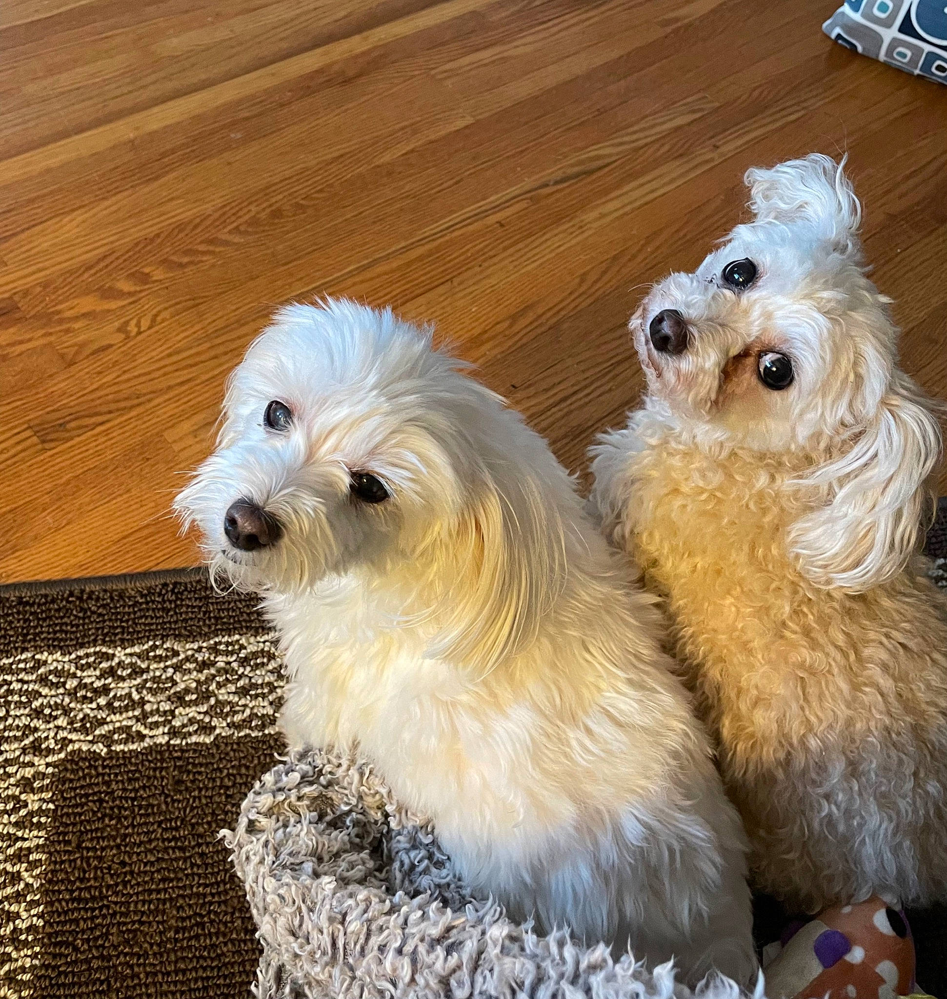 Carley joined the competition — help win amazing prizes! canidae, carnivore, companion_dog, dog, dog_breed, dog_supply, fur, giant_dog_breed, happy, hardwood, puppy_love, small_terrier, smile, snout, sporting_group, terrier, toy_dog, whiskers, wood, working_animal