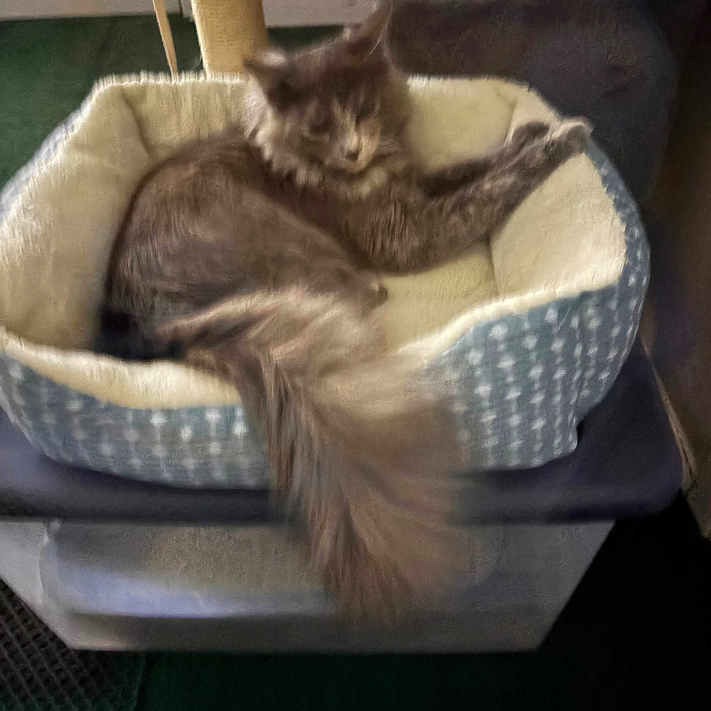 Milly is registered to the contest to win money with this photo: abyssinian, animal, basket, bed, canine, cat, chair, couch, cradle, cushion, dog, dogbed, furniture, homedecor, indoors, kitten, linen, person, pet, sleeping
