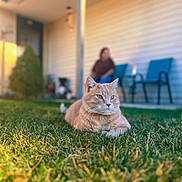 Milo joined the competition — help win amazing prizes! cat, orange_cat, grass, outdoor, yard, house, person, blurred_background, chair, sunlight, pet, animal, relaxing, nature, daytime, domestic_animal, feline, home, calm, resting