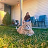 cat, orange_cat, grass, outdoor, yard, house, person, blurred_background, chair, sunlight, pet, animal, relaxing, nature, daytime, domestic_animal, feline, home, calm, resting