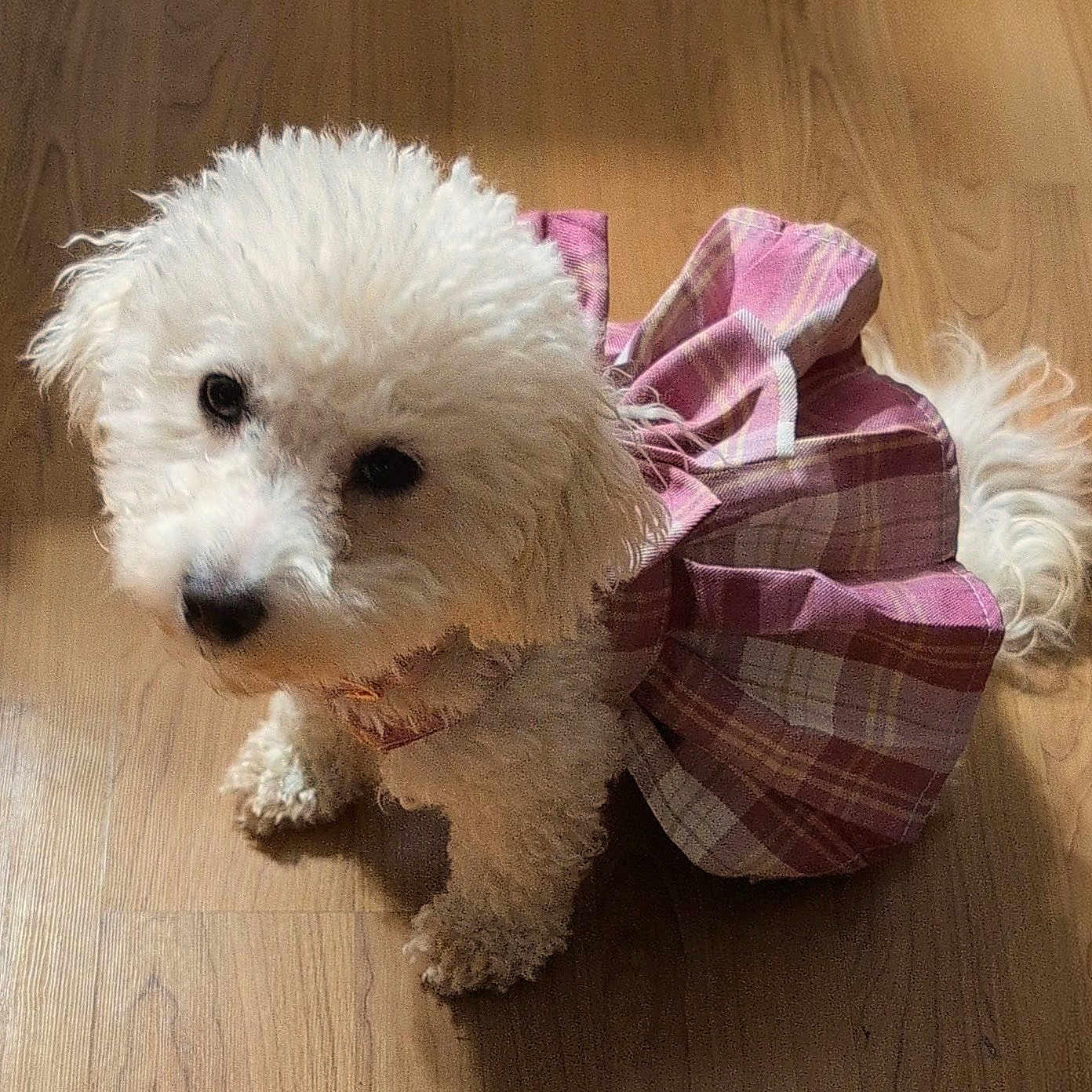 Mia
