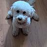 Mia joined the competition — help win amazing prizes! dog, white_dog, curly_fur, pet, indoor, wooden_floor, flooring, small_dog, cute, animal, canine, sitting, looking_up, collar, domestic_animal, companion, shadow, fur, friendly, adorable