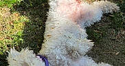 Mia is registered to the contest to win money with this photo: animal, canine, collar, cute, dog, fluffy, fur, grass, grass_patch, happy, nature, outdoor, pet, playful, playtime, relaxing, rolling, summer, sunlight, white_dog