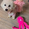 Mia joined the competition — help win amazing prizes! dog, white_dog, pet, cute, pink_dress, plush_toy, octopus_toy, wooden_floor, indoor, small_dog, curious, fluffy, animal, playful, looking_up, domestic, adorable, costume, toy, companion