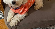 Mia is registered to the contest to win money with this photo: dog, white_dog, small_dog, curly_fur, orange_sweater, heart_pattern, chair, cushion, blue_cushion, brown_chair, indoor, rug, patterned_rug, pet, cozy, relaxed, cute, animal, fur, domestic