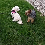 Brad Pitt joined the competition — help win amazing prizes! dog, grass, outdoor, pet, small_dog, white_dog, brown_dog, leash, harness, yard, greenery, rocks, building, curious, animal, nature, playful, canine, side_view, friendship