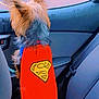 dog, cape, superman_logo, car_interior, backseat, window, pet, fur, seatbelt, small_dog, canine, looking_out_window, vehicle, side_window, dog_clothing, superhero, animal, transportation, car_seat, domestic_animal