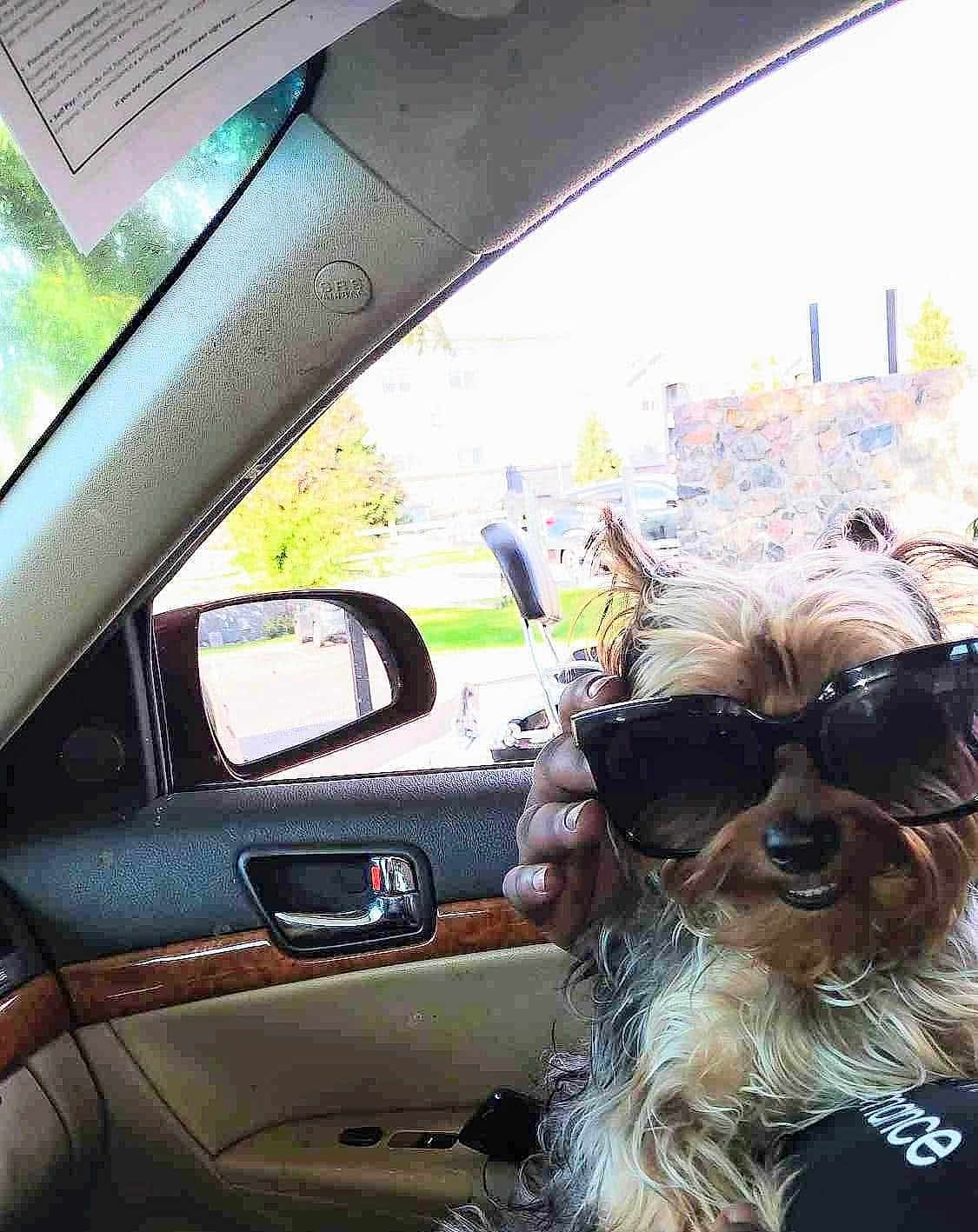 Brad Pitt joined the competition — help win amazing prizes! dog, sunglasses, car_interior, hand, window, side_mirror, seat, door_handle, outdoor, sunny, fur, pet, small_dog, canine, vehicle, leisure, portrait, companion, cute, fashion