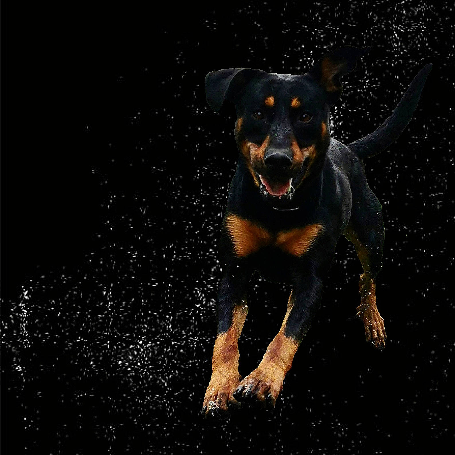 Oslo a rejoint le concours — aidez-le/la à gagner de superbes lots ! beauceron, canidae, carnivore, dog, dog_breed, huntaway, hunting_dog, mammal, rottweiler, snout, vertebrate, working_dog