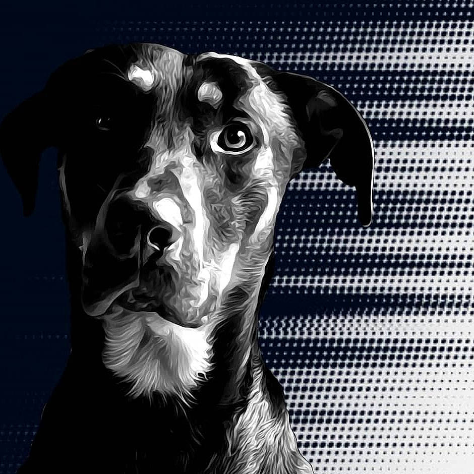 Oslo a rejoint le concours — aidez-le/la à gagner de superbes lots ! black_and_white, border_collie, canidae, carnivore, dog, dog_breed, english_shepherd, head, lurcher, mammal, mcnab, nose, snout, sporting_group, style, vertebrate, whiskers, working_dog