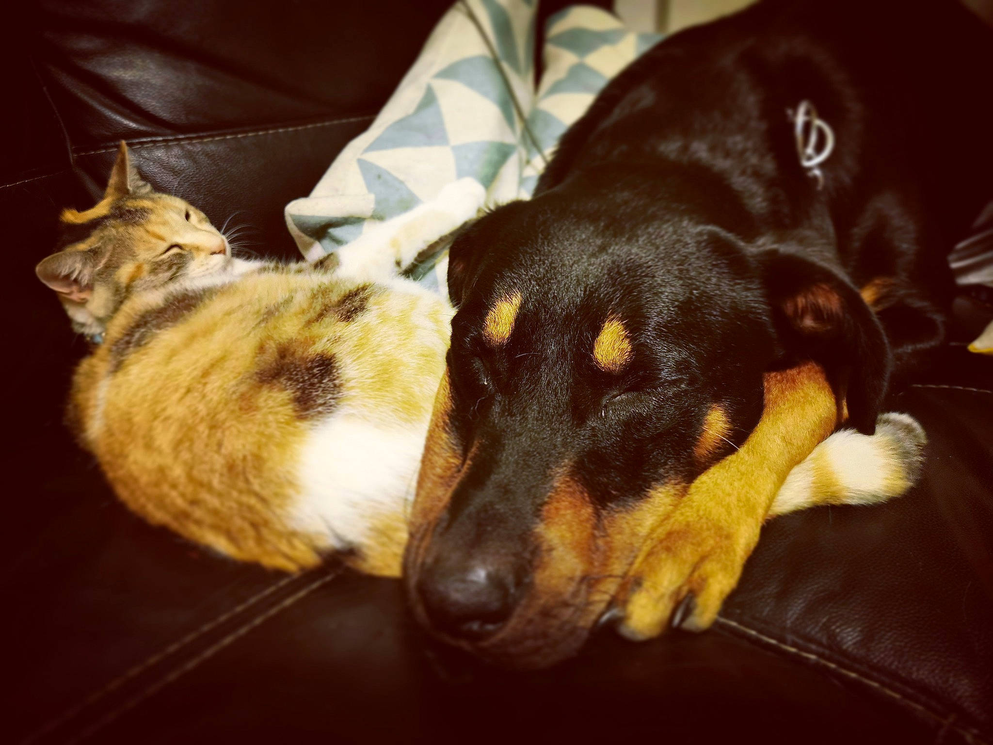 Oslo participe au concours pour gagner de l'argent avec cette photo : canidae, carnivore, dachshund, dobermann, dog, dog_breed, ear, eye, feist, fox_terrier, guard_dog, mammal, night, nose, organ, puppy, rat_terrier, smooth_collie, snout, whiskers