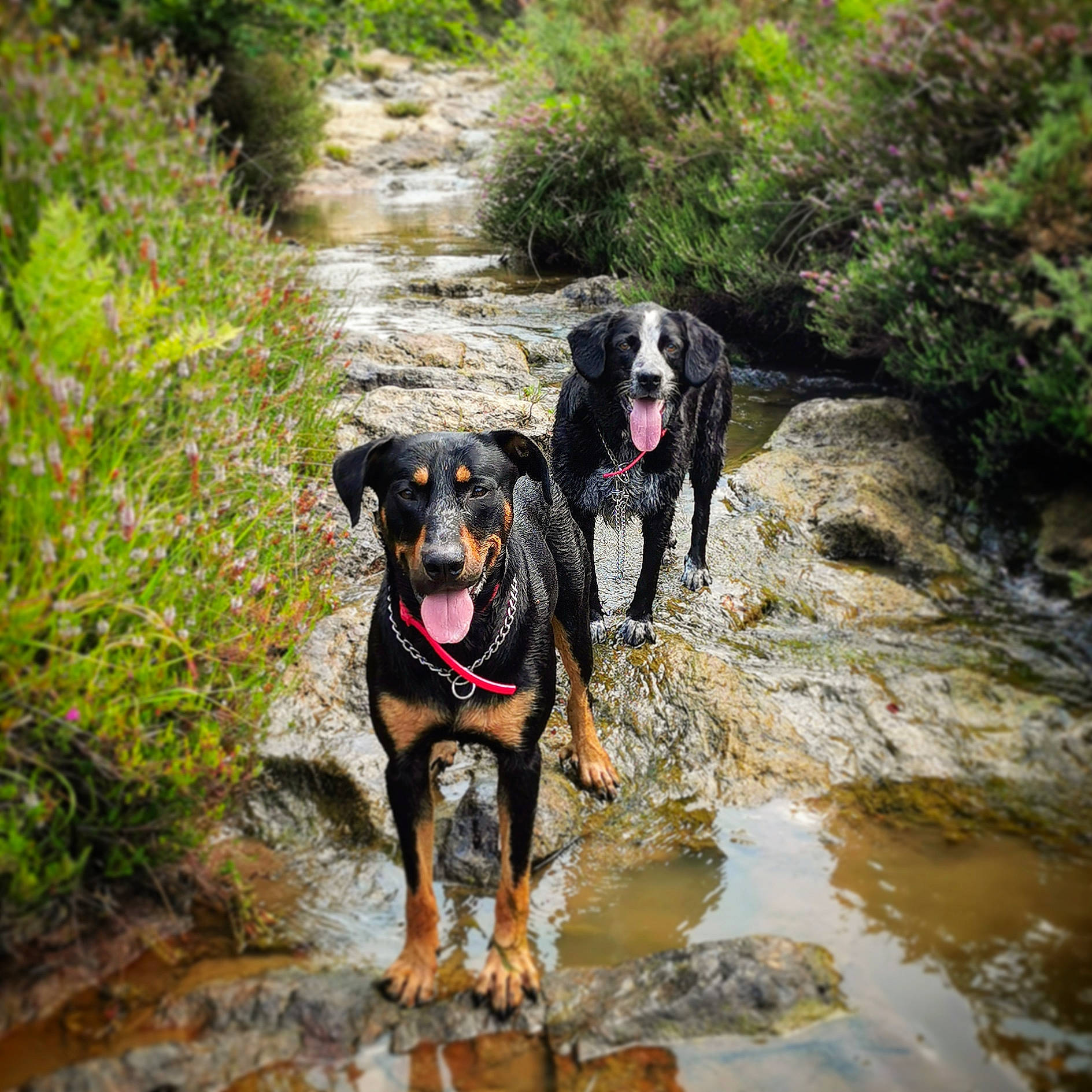 Oslo a rejoint le concours — aidez-le/la à gagner de superbes lots ! adventure, beauceron, canidae, carnivore, dog, dog_breed, guard_dog, huntaway, hunting_dog, mammal, plant, sporting_group, walking, working_dog