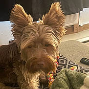 Teddy is registered to the contest to win money with this photo: dog, brown, fluffy, ears, pet, indoor, blanket, toy, remote_control, furniture, cozy, resting, canine, living_room, soft_texture, comfort, domestic, animal, companion, relaxed