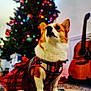dog, corgi, plaid_dress, christmas_tree, holiday, festive, indoor, guitar, decorations, lights, pet, animal, cute, furry, portrait, floor, carpet, celebration, seasonal, cozy