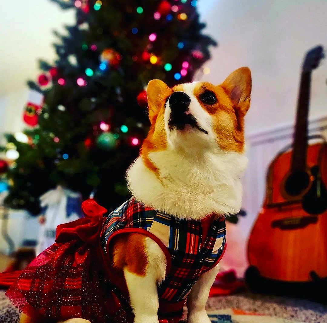 Maple Sue