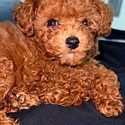 Givenchy Laflaire is registered to the contest to win money with this photo: animal, canine, cockerspaniel, dog, pet, poodle, puppy, snout, terrier