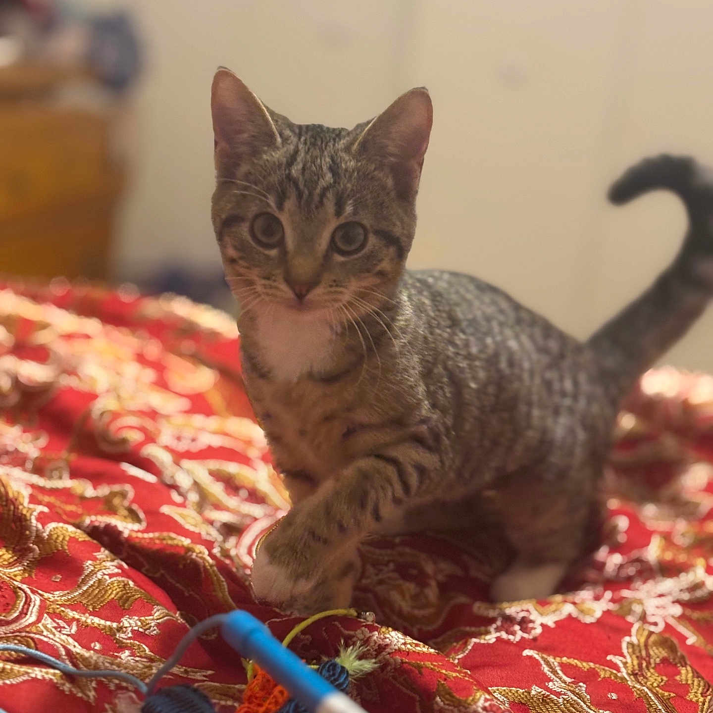 Kulfi joined the competition — help win amazing prizes! animal, bedspread, blurred_background, cat, cute, eyes, fur, furniture, gold, indoor, kitten, patterned, paws, pet, playful, red, tabby, tail, toy, whiskers