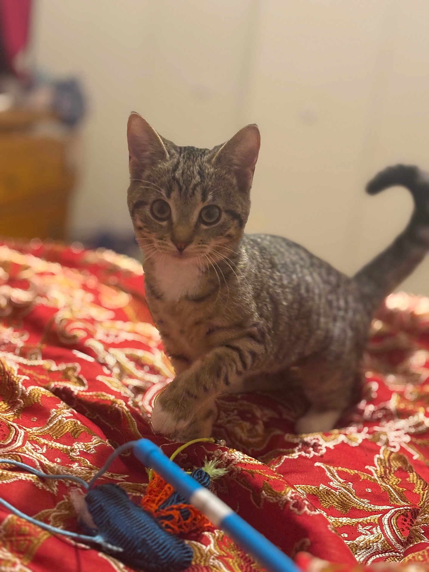 Kulfi joined the competition — help win amazing prizes! cat, kitten, tabby, playful, bedspread, red, gold, patterned, toy, paws, indoor, fur, whiskers, eyes, tail, furniture, blurred_background, cute, pet, animal