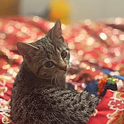 Kulfi is registered to the contest to win money with this photo: cat, tabby, pet, animal, fur, bed, blanket, red, pattern, cozy, indoor, curious, whiskers, relaxed, cute, feline, soft_focus, texture, resting, domestic