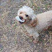 Javelo a rejoint le concours — aidez-le/la à gagner de superbes lots ! animal, canine, closeup, curly_fur, daylight, dirt, dog, friendly, fur, grass, ground, light_brown, mouth, nature, outdoor, pet, playful, standing, straw, walking