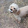 animal, canine, closeup, curly_fur, daylight, dirt, dog, friendly, fur, grass, ground, light_brown, mouth, nature, outdoor, pet, playful, standing, straw, walking