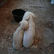 Joky Et Javelo a rejoint le concours — aidez-le/la à gagner de superbes lots ! dog, two_dogs, curly_fur, sitting, back_view, bucket, dirt_floor, barn, rustic, affection, companionship, animal, pet, curled_tail, indoor, dim_light, floor, brown, cute, furry