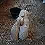 dog, two_dogs, curly_fur, sitting, back_view, bucket, dirt_floor, barn, rustic, affection, companionship, animal, pet, curled_tail, indoor, dim_light, floor, brown, cute, furry