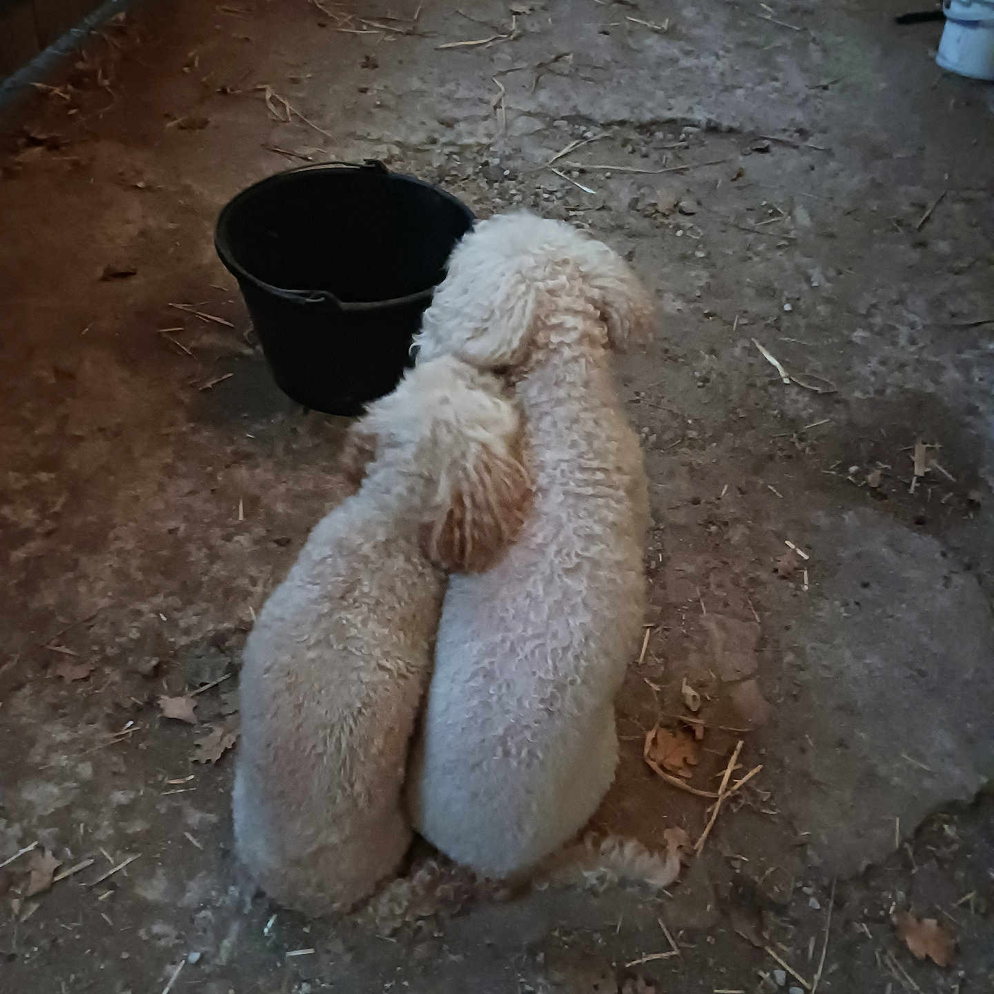 Joky Et Javelo a rejoint le concours — aidez-le/la à gagner de superbes lots ! affection, animal, back_view, barn, brown, bucket, companionship, curled_tail, curly_fur, cute, dim_light, dirt_floor, dog, floor, furry, indoor, pet, rustic, sitting, two_dogs