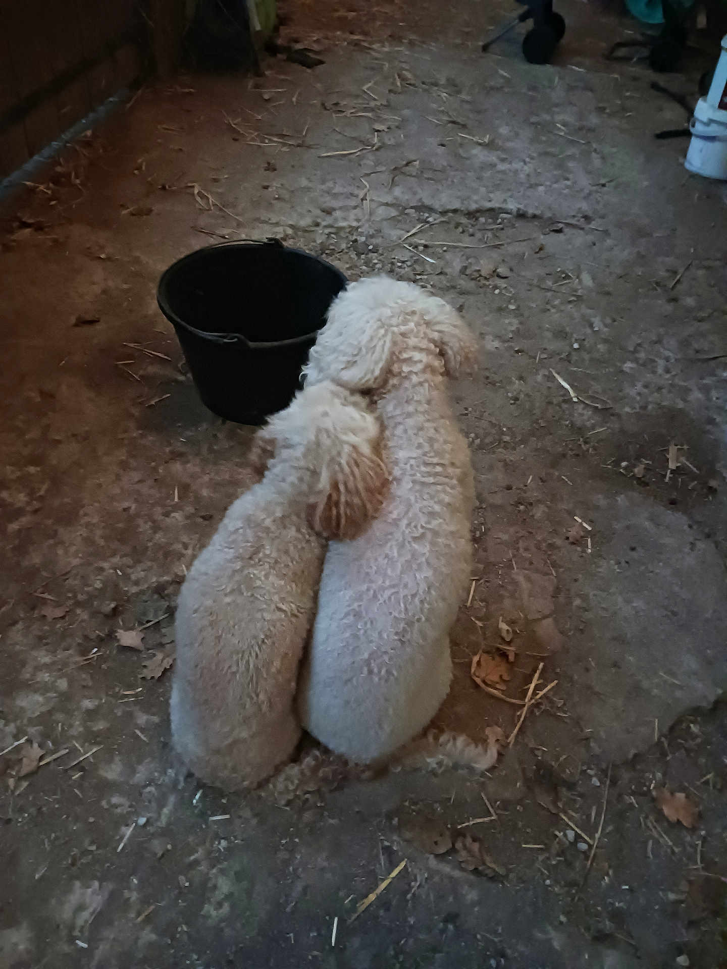 Joky Et Javelo a rejoint le concours — aidez-le/la à gagner de superbes lots ! dog, two_dogs, curly_fur, sitting, back_view, bucket, dirt_floor, barn, rustic, affection, companionship, animal, pet, curled_tail, indoor, dim_light, floor, brown, cute, furry