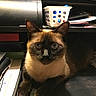 animal, basket, blue_eyes, cat, closeup, curious, desk, domestic_animal, ears, feline, fur, indoor, mammal, office_supplies, papers, pet, resting, siamese_cat, whiskers, workspace