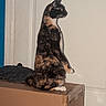 cat, tortoiseshell_cat, animal, pet, sitting, upright, profile, orange_eyes, whiskers, ears, fur, multicolored_fur, cardboard_box, indoors, door, wall, clothing, home, portrait, funny_pose