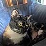 Birdie is registered to the contest to win money with this photo: cat, black_and_white_cat, tuxedo_cat, feline, golden_eyes, whiskers, ears, fur, sitting, lounging, indoor, couch, furniture, window, wooden_chair, sunlight, portrait, closeup, pet, cozy