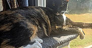 Birdie is registered to the contest to win money with this photo: cat, tortoiseshell_cat, calico_cat, pet, feline, animal, lying_down, relaxed, stretching, paw, whiskers, ears, fur, black_fur, orange_fur, white_fur, cat_tree, window, sunlight, outdoors