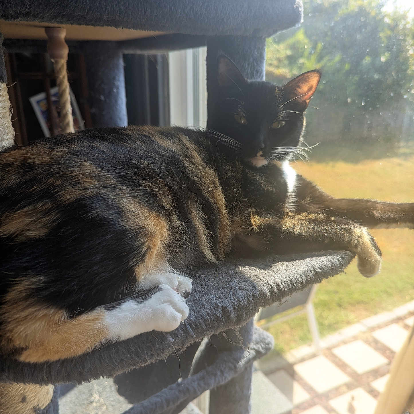Birdie is registered to the contest to win money with this photo: cat, tortoiseshell_cat, calico_cat, pet, feline, animal, lying_down, relaxed, stretching, paw, whiskers, ears, fur, black_fur, orange_fur, white_fur, cat_tree, window, sunlight, outdoors
