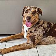 Appy a rejoint le concours — aidez-le/la à gagner de superbes lots ! animal, black, brown, canine, collar, dog, ears, eyes, floor, fur, happy, heterochromia, indoor, laying_down, merle, pet, portrait, tile, tongue_out, white
