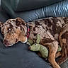 Appy participe au concours pour gagner de l'argent avec cette photo : animal, black, brown, collar, companion, cute, dog, fur, home, indoor, leather_couch, lying_down, merle_coat, mouse_toy, pet, playful, relaxed, resting, stuffed_toy, tan