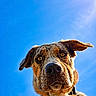 Appy a rejoint le concours — aidez-le/la à gagner de superbes lots ! animal, blue_sky, bright, canine, close_up, collar, curious, dog, ears, expression, friendly, fur, looking_down, muzzle, nose, outdoor, pet, portrait, sunlight, whiskers