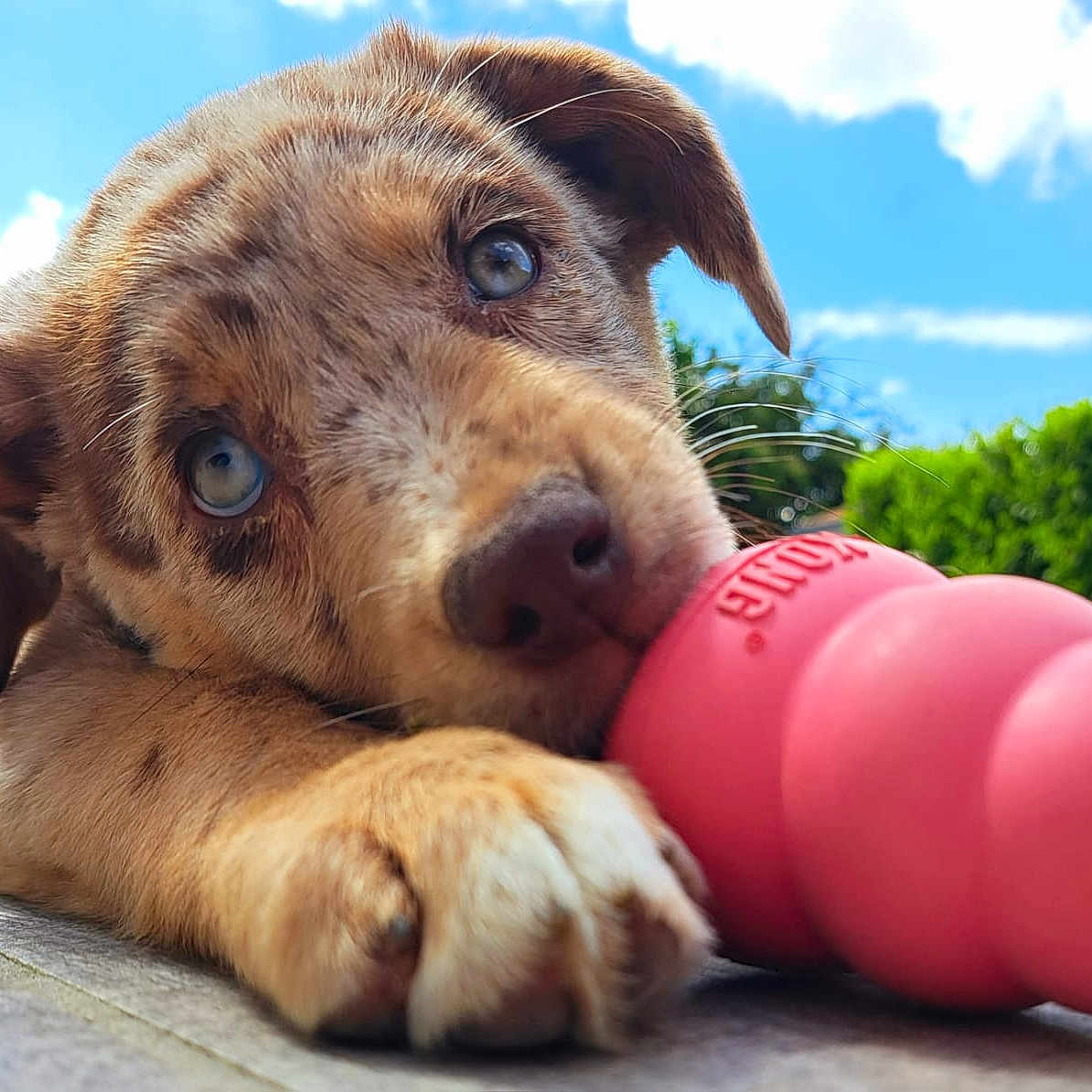 Appy participe au concours pour gagner de l'argent avec cette photo : animal, blue_eyes, chewing, closeup, clouds, cute, daylight, dog, fur, greenery, lying_down, nature, outdoor, pet, playful, puppy, sky, toy, wood_floor, young
