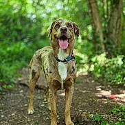 Appy joined the competition — help win amazing prizes! animal, brown, canine, collar, dog, ears, eyes, forest, greenery, happy, mammal, nature, outdoor, pet, speckled, standing, sunlight, tongue_out, trail, white