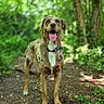 animal, brown, canine, collar, dog, ears, eyes, forest, greenery, happy, mammal, nature, outdoor, pet, speckled, standing, sunlight, tongue_out, trail, white