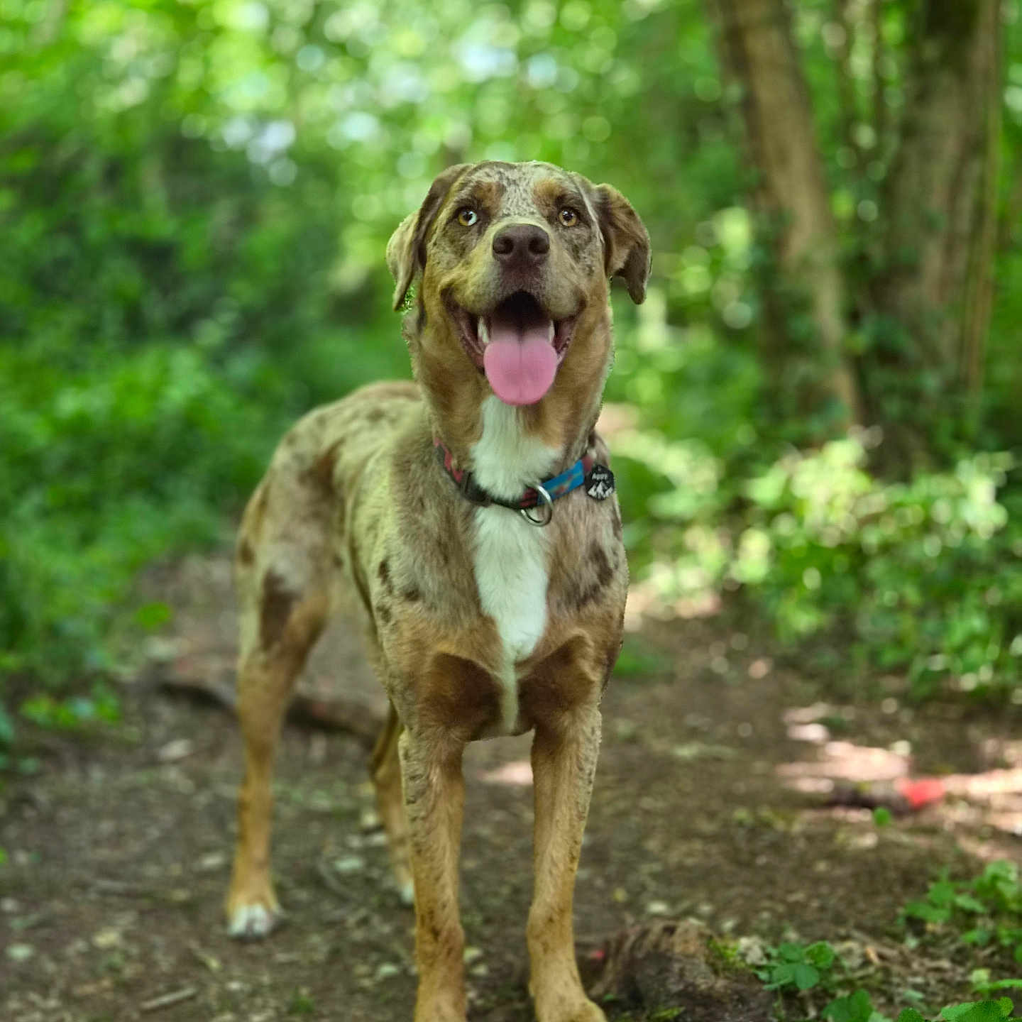 Appy joined the competition — help win amazing prizes! animal, brown, canine, collar, dog, ears, eyes, forest, greenery, happy, mammal, nature, outdoor, pet, speckled, standing, sunlight, tongue_out, trail, white