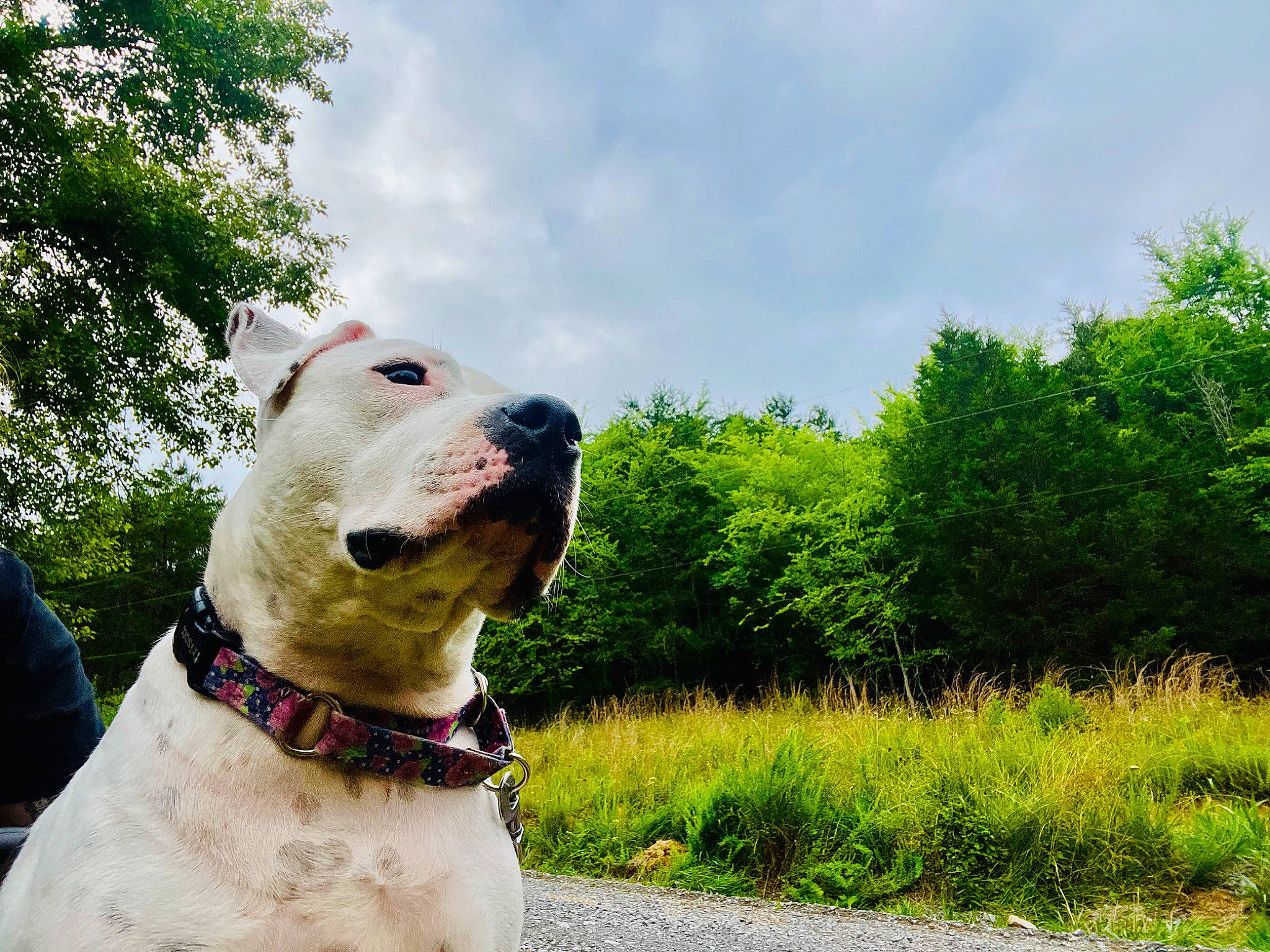 Ryley is registered to the contest to win money with this photo: canidae, carnivore, cloud, collar, companion_dog, dog, dog_breed, dog_collar, fashion_accessory, fawn, grass, happy, leash, pet_supply, plant, sky, snout, sporting_group, tree, working_animal