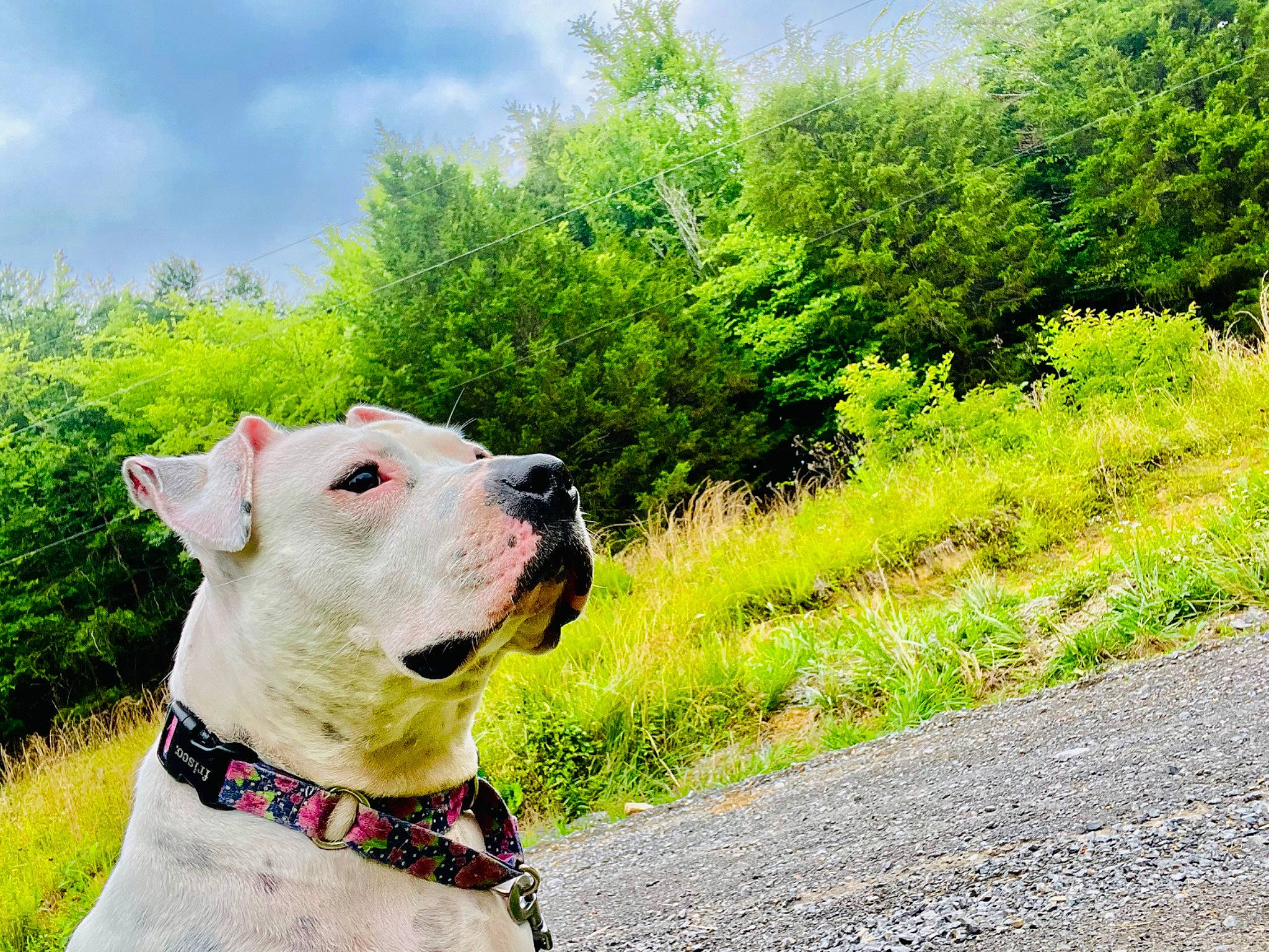 Ryley is registered to the contest to win money with this photo: asphalt, carnivore, cloud, collar, companion_dog, dog, dog_breed, dog_collar, fawn, grass, green, groundcover, landscape, leash, pet_supply, plant, road_surface, sky, snout, working_animal