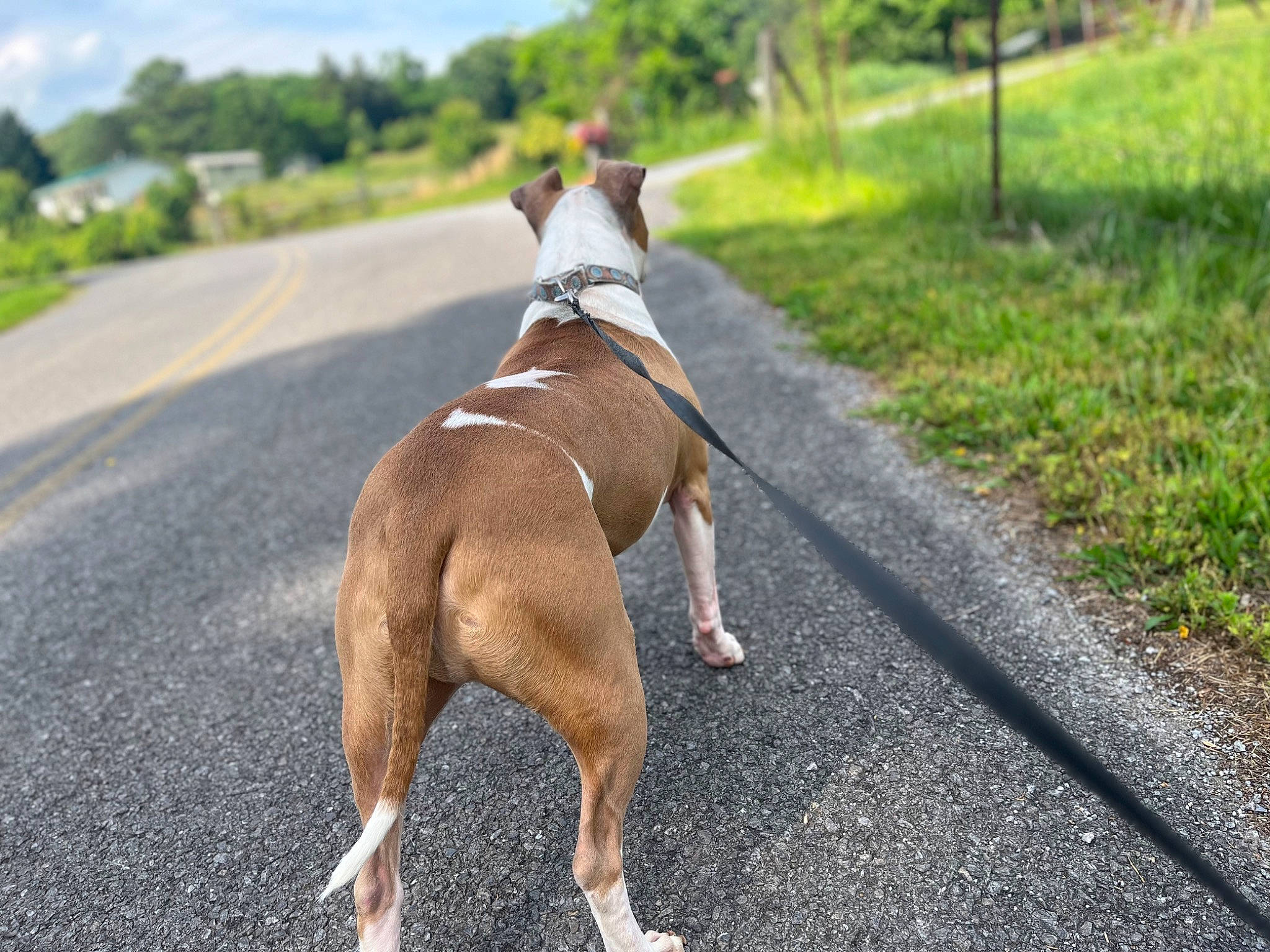 Loki joined the competition — help win amazing prizes! asphalt, carnivore, collar, companion_dog, dog, dog_breed, dog_collar, dog_supply, fawn, leash, mammal, pet_supply, plant, road, road_surface, sky, sporting_group, tail, tree, working_animal